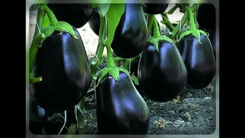تصویر 2 از راهنمای خرید بادمجان دلمه ای بزرگ + قیمت عالی